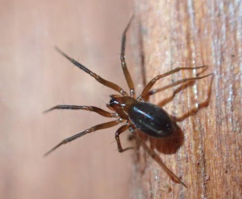 Réf. 223 941 : Centromerita (bicolor-concinna)